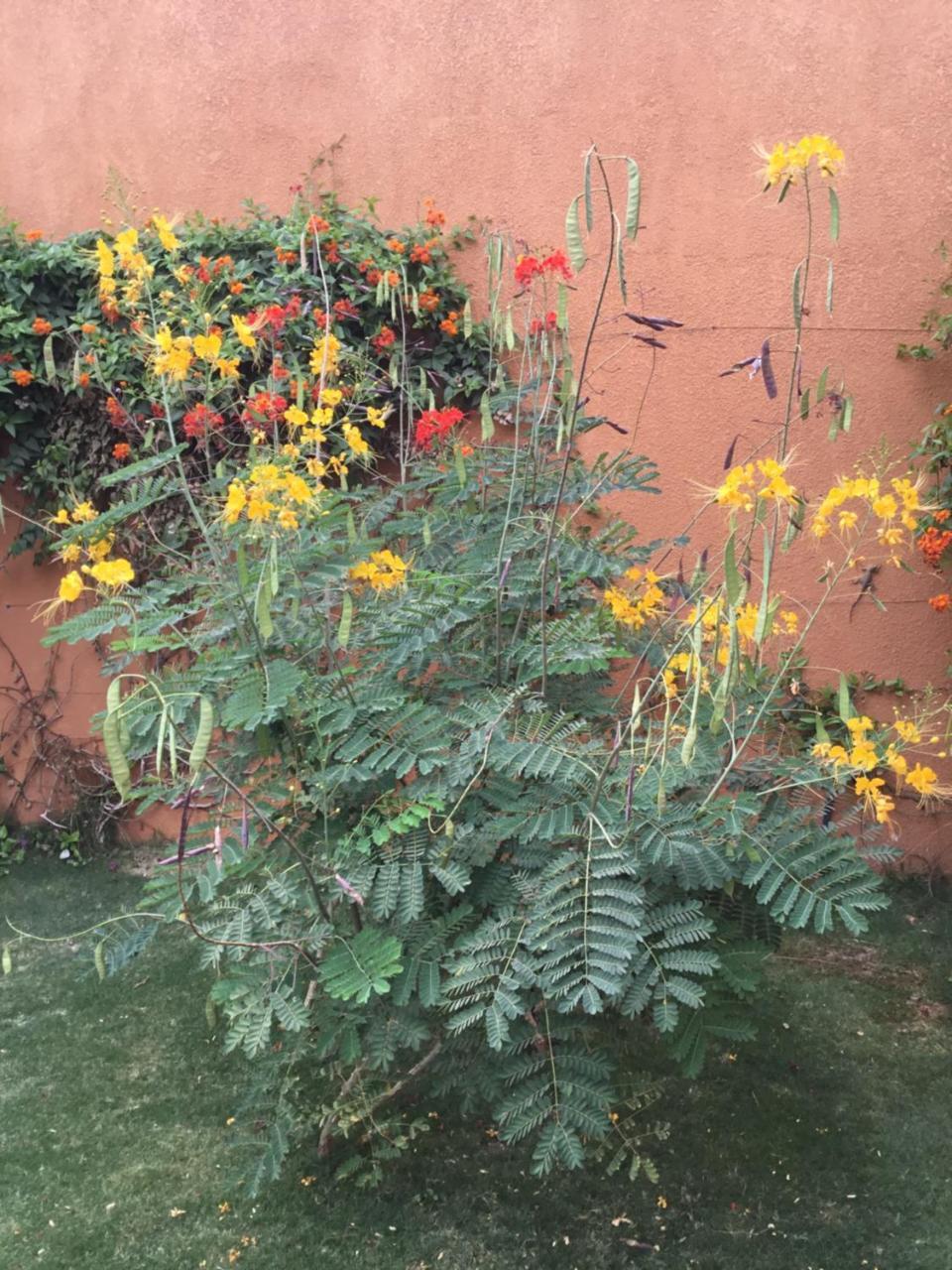 Terra Lodge Senegal M'Bour Exteriör bild